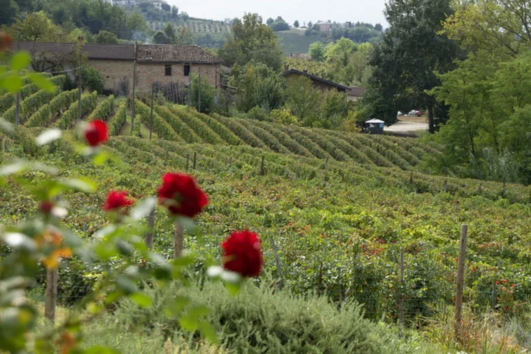 Vineyards 1536x1024 1 768x512